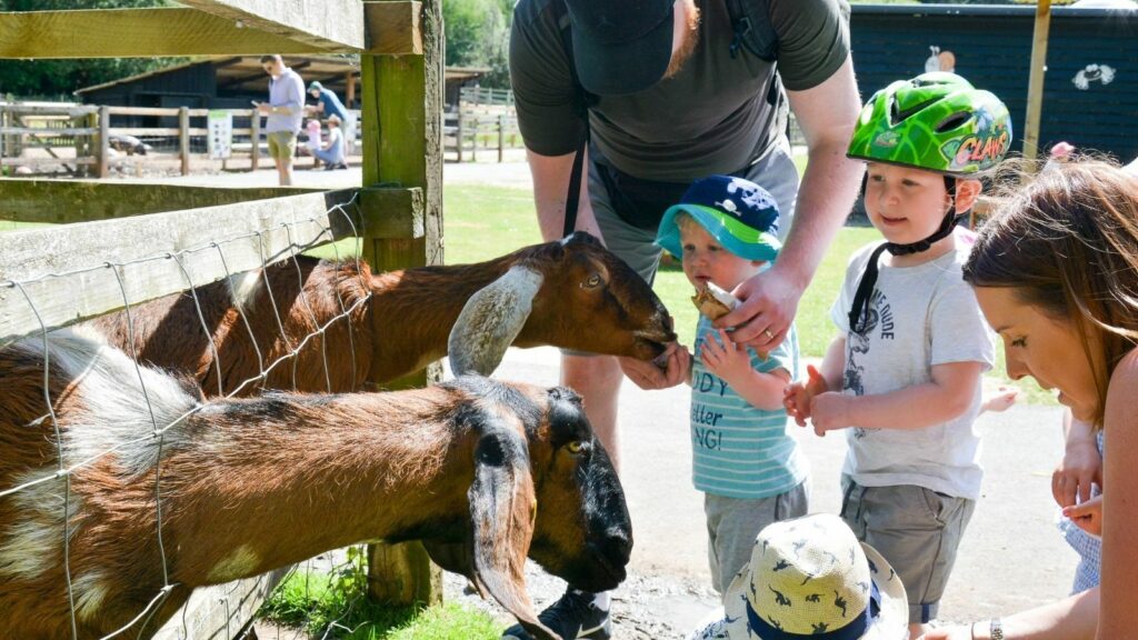 Wellington Country Park's Animal Farm Week